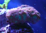 coralshots20120315-07.jpg