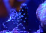 coralshots20120315-04.jpg