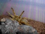 p_murinus2_web.jpg