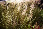 Rotala 1.jpg