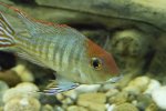 geophagus red head.jpg