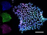 stem cell stainings.jpg