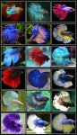 betta.jpg