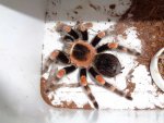 Brachypelma-smithi1_web.jpg