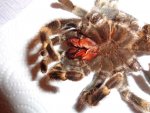 Brachypelma-smithi2_web.jpg