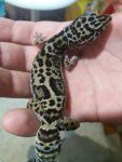 mack snow jungle leopard gecko.jpg
