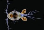 Copepod.jpg