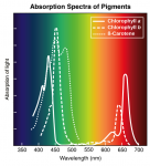 absorption spectra of pigments.png