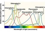 Light_absorption_by_pigments_1024x1024.jpg