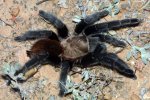 aphonopelma anax.jpg