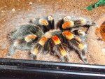 brachipelma_smithi.jpg