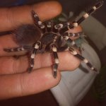 a geniculata.jpg