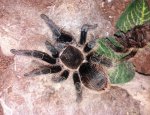 B. albopilosum.jpg