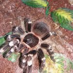 A. geniculata.jpg