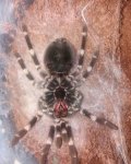 A. geniculata (2).jpg