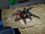 Fugleedderkop Avicularia versicolor - Caribena versicolor tarantula (3).jpg