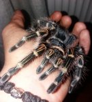 Grammostola pulchripes.jpg