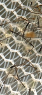 viber_image_2025-06-20_13-20-19-169.jpg viber_image_2025-06-20_13-20-19-169.jpg