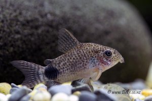 Corydoras caudimaculatus