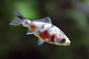 Carassius auratus