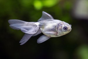 Carassius auratus