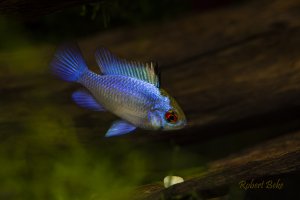 Mikrogeophagus ramirezi