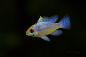 Mikrogeophagus ramirezi