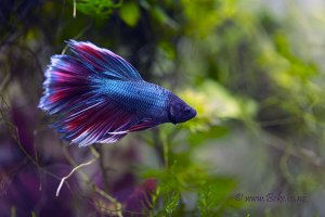 Betta splendens