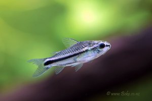 Corydoras pygmaeus