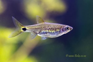 Rasbora kalbarensis