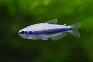 Inpaichthys kerri