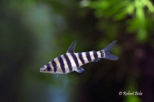 Leporinus fasciatus