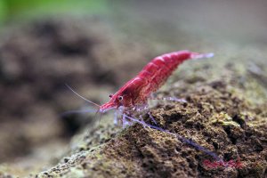 Red Cherry Shrimp