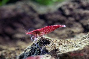 Red Cherry Shrimp