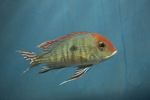 Geophagus sp