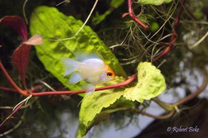 Mikrogeophagus ramirezi