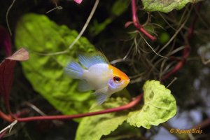 Mikrogeophagus ramirezi