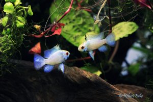 Mikrogeophagus ramirezi