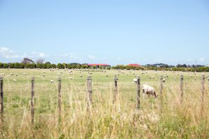 A flock of sheep