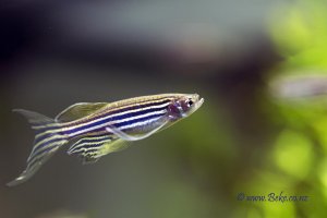 Danio rerio