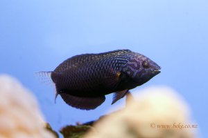 Black Leopard Wrasse