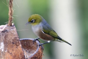 Waxeye