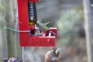 Waxeye