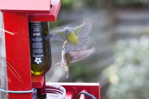 Waxeye