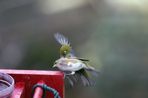 Sparrow - Waxeye