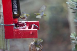 Waxeye