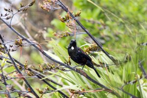 Tui