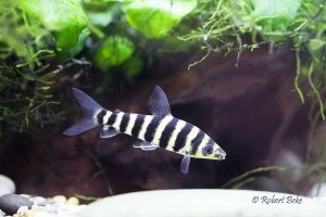 Leporinus fasciatus