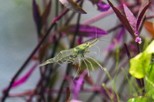 Glass shrimps