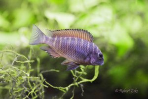 Tropheus moorii  - Firefox